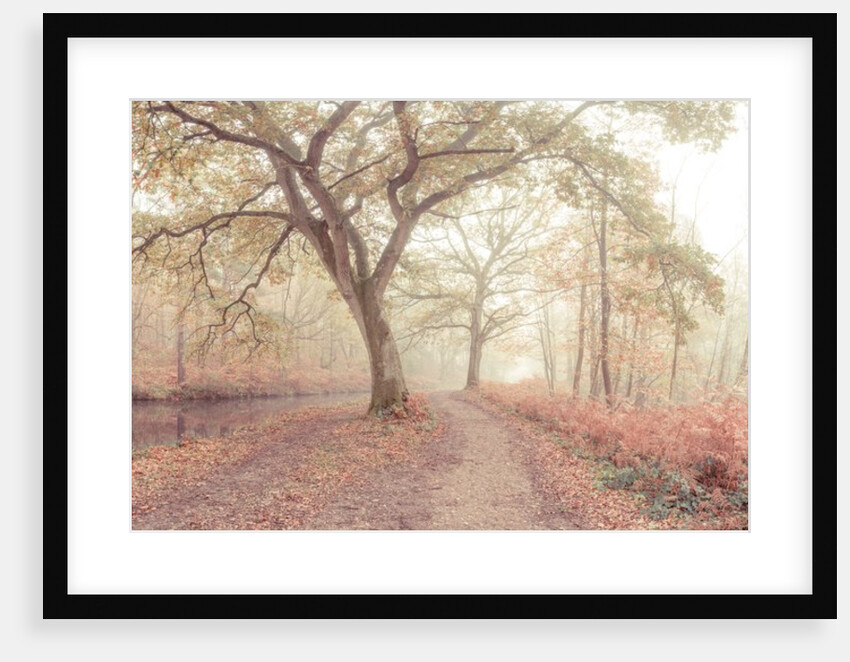 Misty forest by Assaf Frank